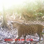 Fotografía tomada por una trampa-cámara en el Parque Nacional Jeannette Kawas. A lo largo de toda América, el jaguar ha perdido el 40% del territorio donde solía vivir. En Estados Unidos, no ha habido indicios de reproducción en los últimos 50 años.