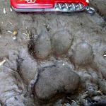 El felino más icónico de toda América, el jaguar, enfrenta grandes problemas a lo largo de Latinoamérica. Honduras juega un papel crucial para las poblaciones del animal en Centroamérica.