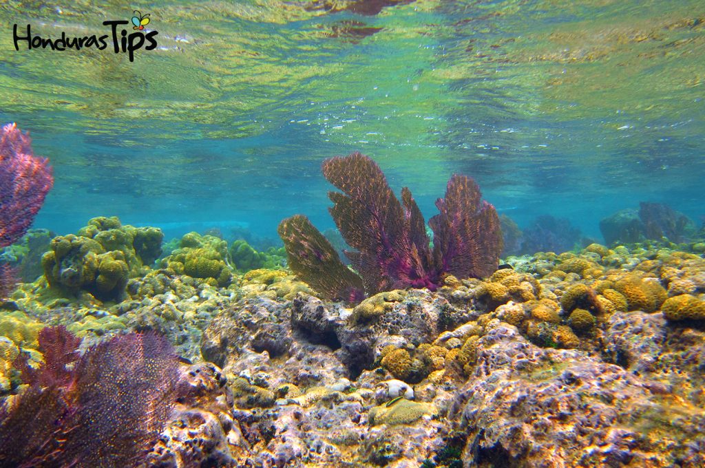 Belleza escénica de los arrecifes en Utila. 