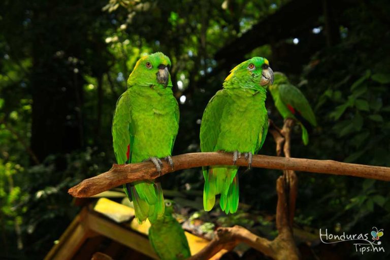 Dentro del parque lo esperan mas de 180 tipos de aves hondureñas.