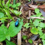 El lugar cuenta con una fauna y variedad de insectos inmensa. El lugar cuenta con una fauna y variedad de insectos inmensa.