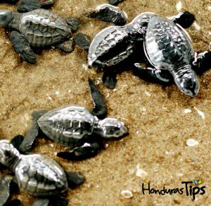 El sur le ofrece la oportunidad de ver dos de las cinco especies de tortugas marinas de Honduras: la tortuga de carey y la tortuga golfina (fotografía).