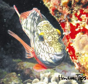 Utila tiene un arcoiris de especies marinas.