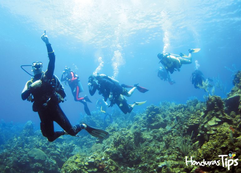 Las Islas de la Bahía  se encuentran a lo largo del sistema de barrera de coral, por lo que es un lugar privilegiado para el snorkeling y buceo.