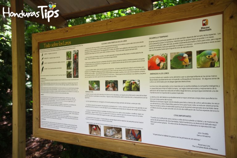 El parque es parte reserva natural para aves rescatados y en peligro, y parte plantación de café ecológico.