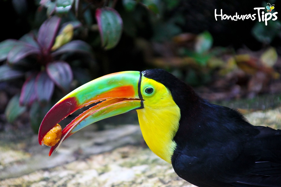 Fauna - Lo bueno que tiene Honduras