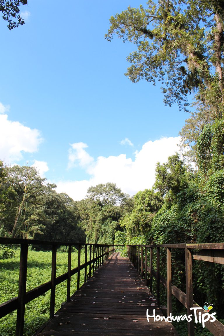 El parque arqueológico Los Naranjos cuenta con senderos en medio de los "fangos" para hacer poder caminar sin problemas en la búsqueda de aves.