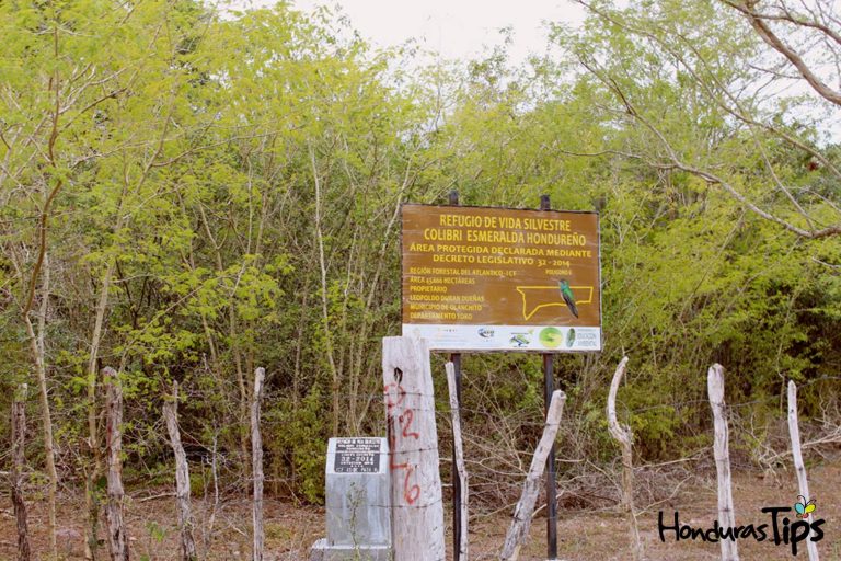 El Refugio de Vida Silvestre Colibrí Esmeralda tiene unas 3 mil 500  hectáreas de área protegida.
