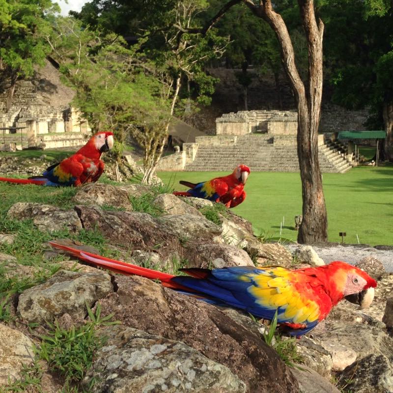 Si va a Copán Ruinas puede tomarse fotografías con las hermosas guaras rojas. (Foto cortesía Macaw Mountain)