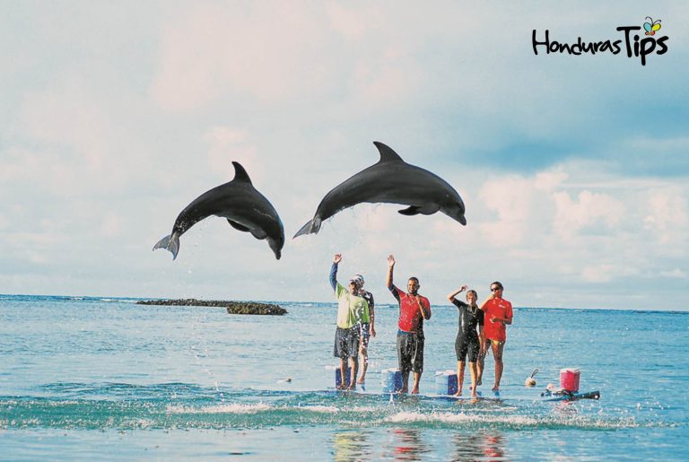 En Roatán puede ver la libertad de los delfines en el agua.