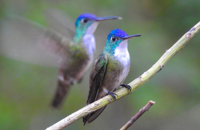Nombre: Azure-crowned-hummingbird