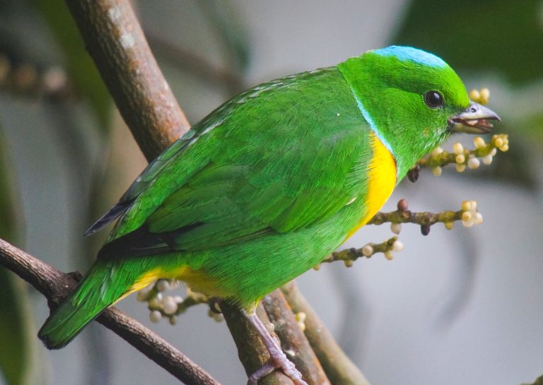 Nombre: Blue-crowned-chlorophonia
