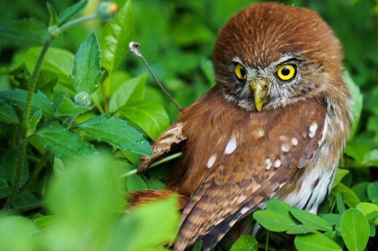 Nombre: Ferruginous-pygmy-owl
