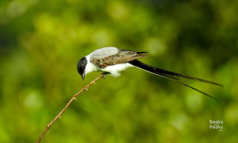Nombre: Fork-tailed-flycatcher