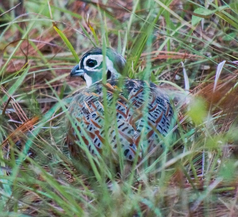 Nombre: Ocellated-quail