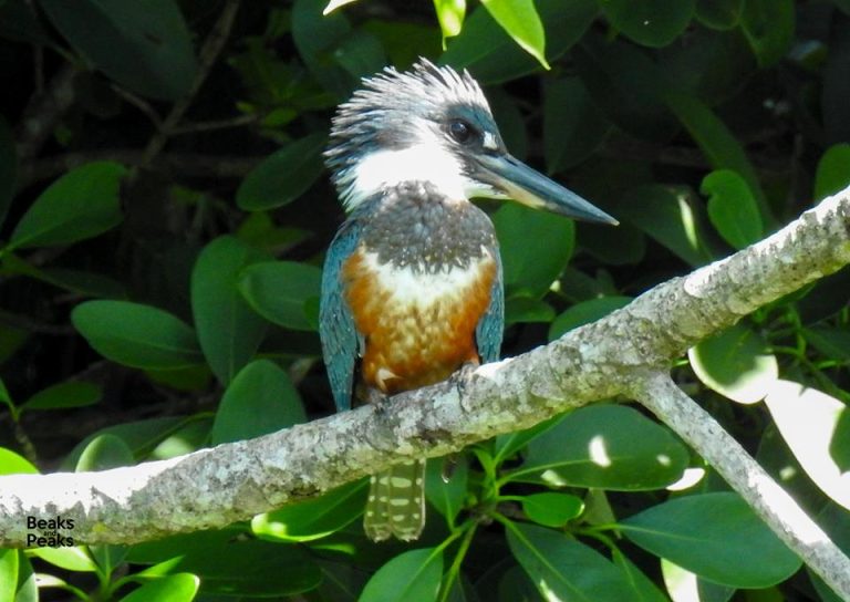 Nombre: Ringed-kingfisher