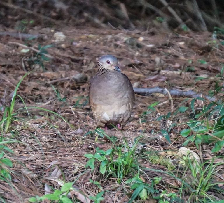 Nombre: white-faced-quail-dove