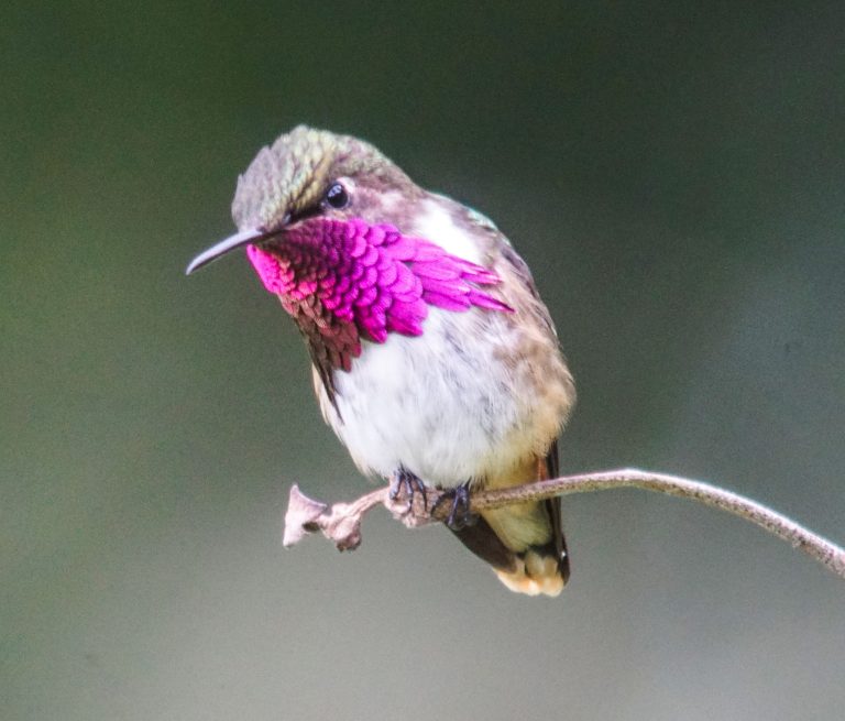 Nombre: wine-throated-hummingbird
