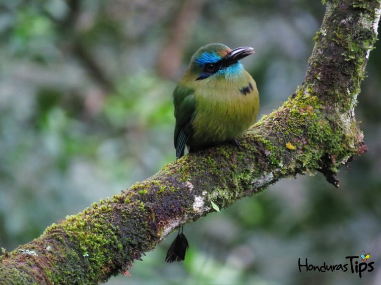 Foto cortesía por Alexander Alvarado Chacon / Honduras Birds. 