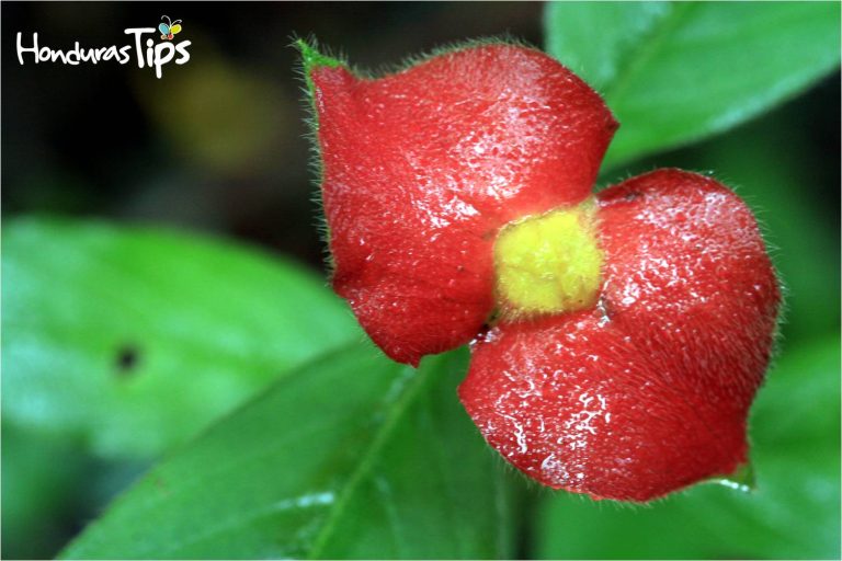 La flor "labios de mujer" también se aprecia entre los senderos del Parque Nacional Pico Bonito.