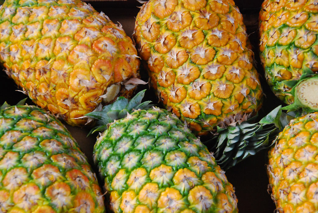 Tour agroindustrial de la piña - Honduras Tips