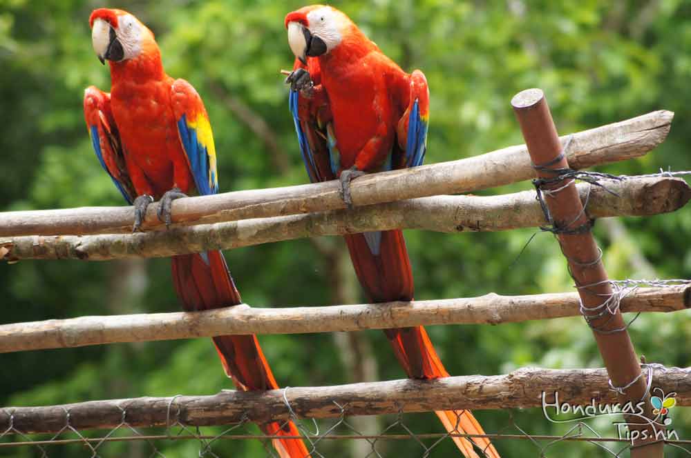 Dentro del parque, el viajero podrá apreciar al ave nacional de Honduras, la Guacamaya Roja en libertad / Inside the park visitors can appreciate the national bird of Honduras, the Scarlet Macaw, in the wild