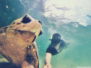 tortuga marina en guanaja