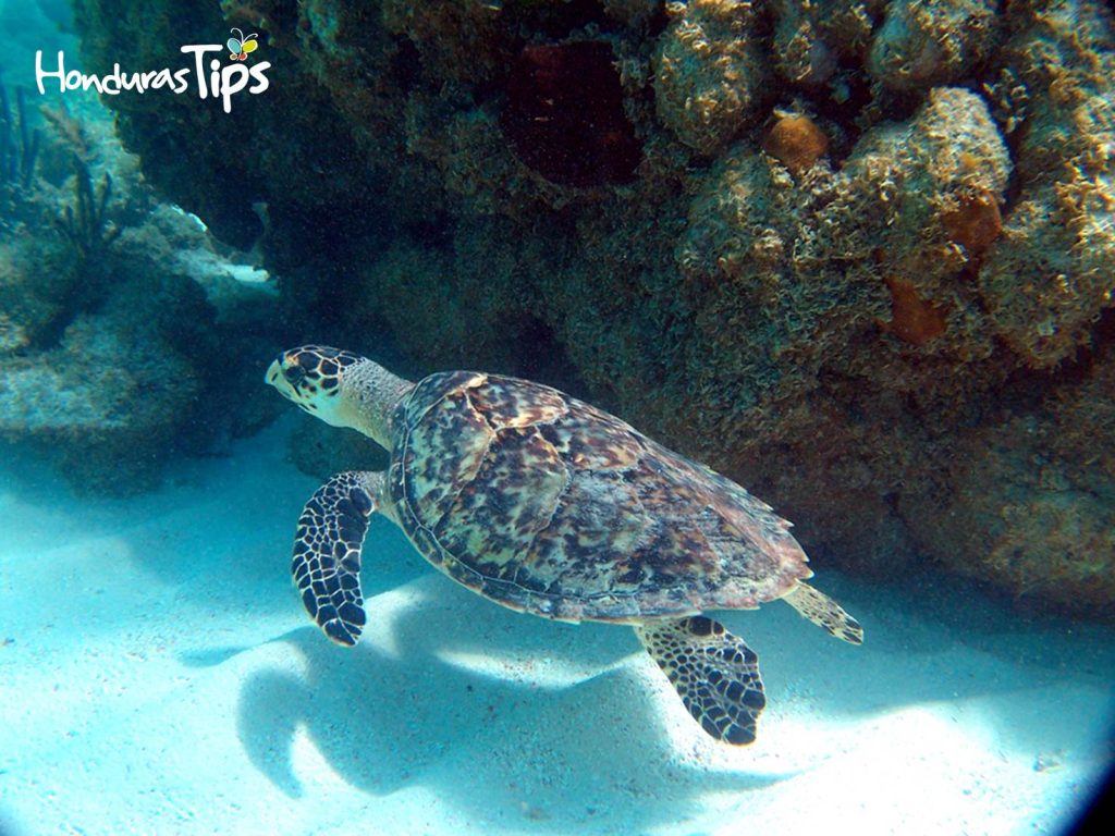 El Parque Nacional Sandy BayWest End, reserva protegida de I.B