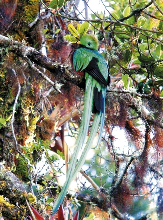 La Muralla es uno de los lugares con mayor concentración de quetzales en Centro América.