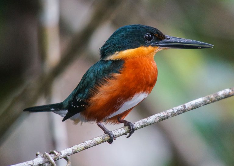 Nombre: American-pygmy-kingfisher