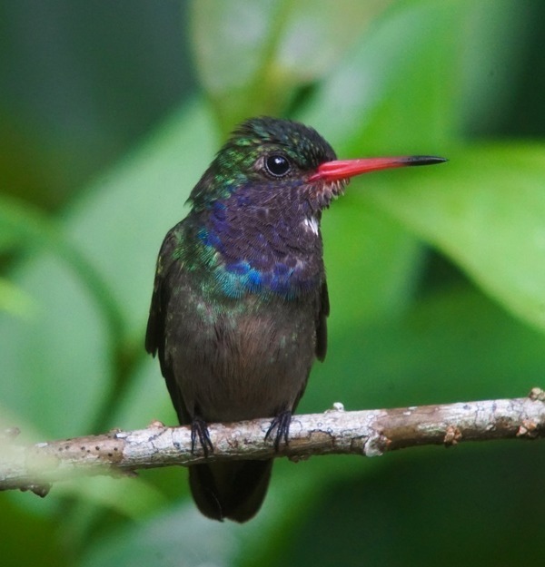 Nombre: Blue-throated-gondeltail