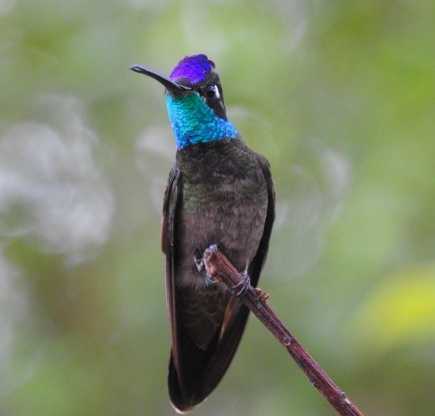 Nombre: magnificent-hummingbird. 