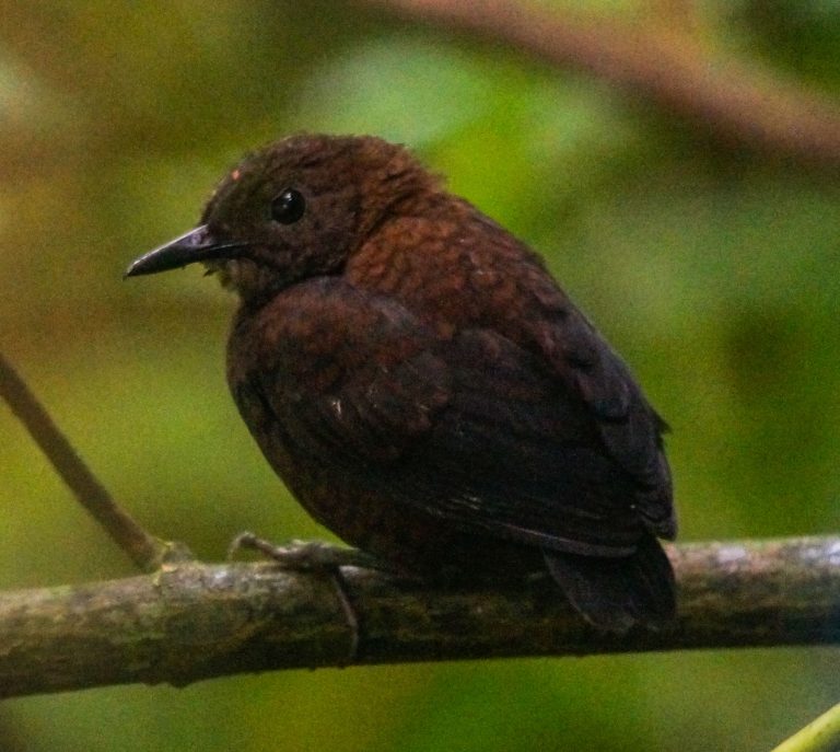 Nombre: Nightingale-wren