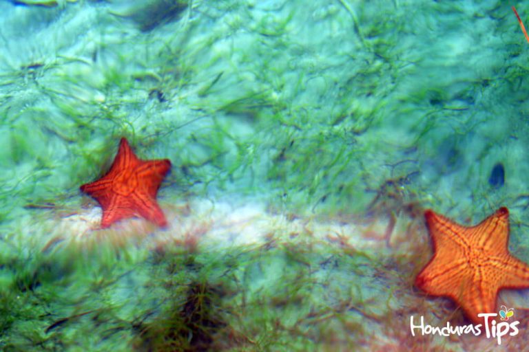 Guanaja 23
