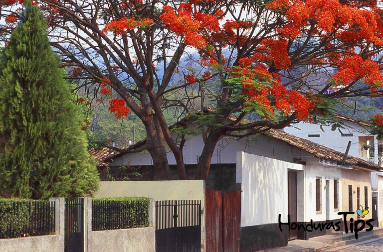 Beautiful Flowering Tree along Streets of Copan Honduras