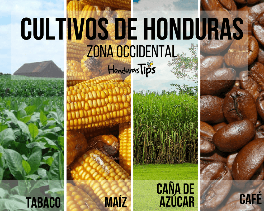 Recorrido por los cultivos que se producen en cada zona de Honduras