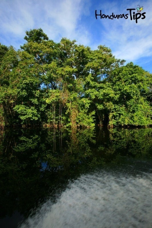 Refugio de Vida Silvestre Cuero y Salado, un encanto natural de Honduras