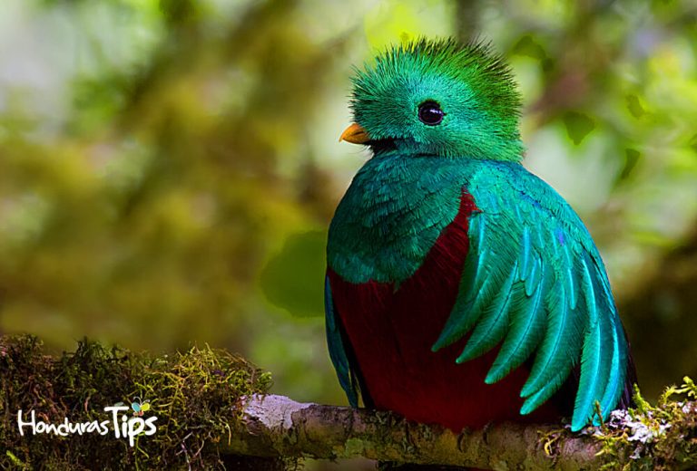 Son varias aves exóticas las que habitan en Honduras.