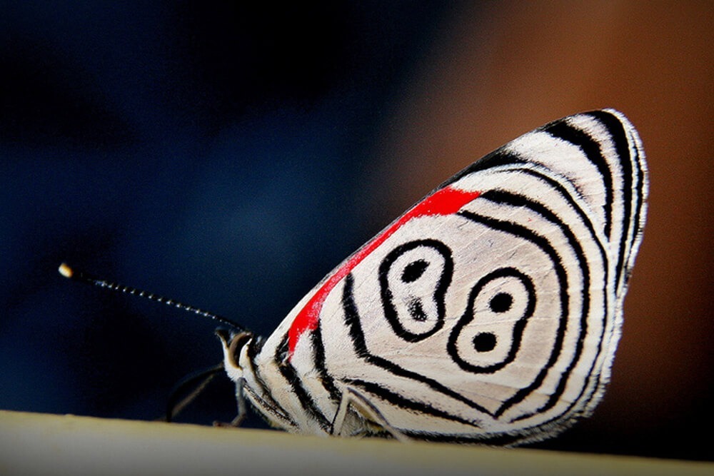 Las mariposas más extrañas, brillantes y hermosas viven en Honduras