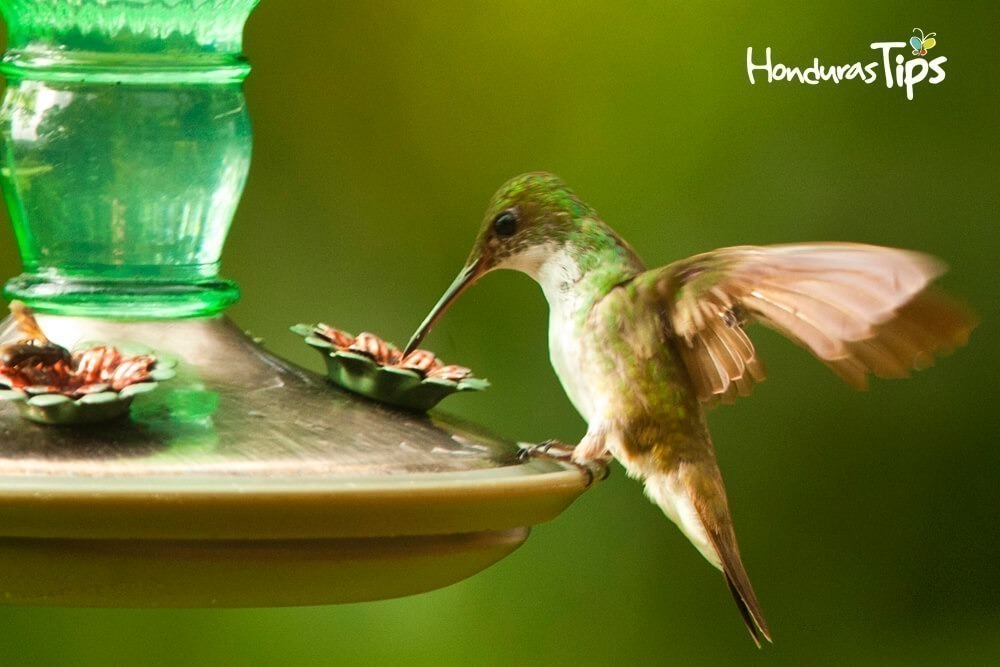 Las fuestes poseen agua azucarada que alimenta a los colibríes.