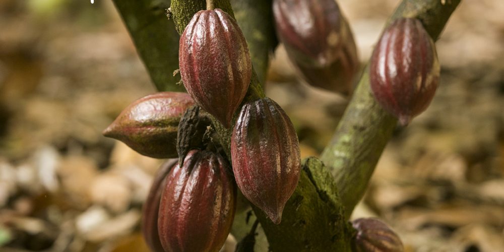 Los mayas utilizaron para varias funciones el cacao.