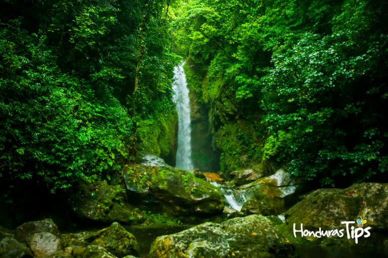 Pico Bonito, la exuberante reserva natural de Honduras - Honduras Tips