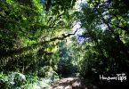 El extenso bosque representa un valioso espacio para el medio ambiente hondureño.
