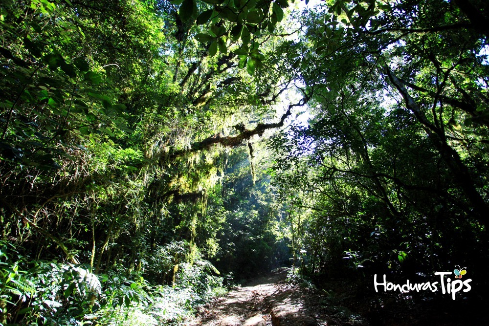 El extenso bosque representa un valioso espacio para el medio ambiente hondureño.