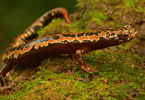 Se observaron varias especies de salamandras en las expediciones.