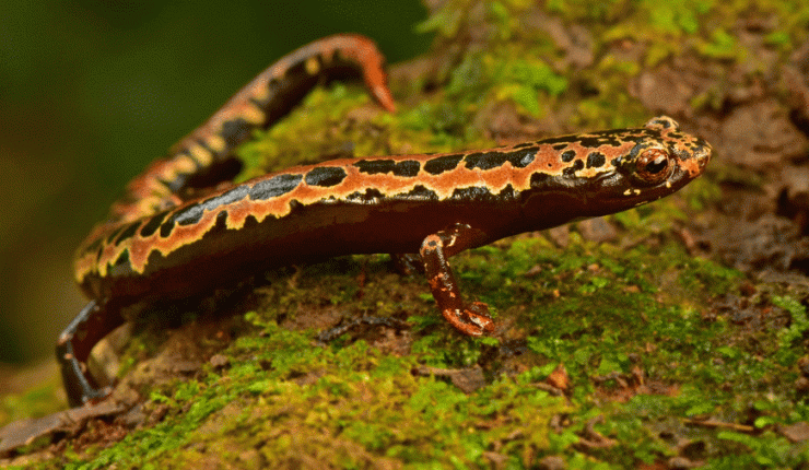 Se observaron varias especies de salamandras en las expediciones.