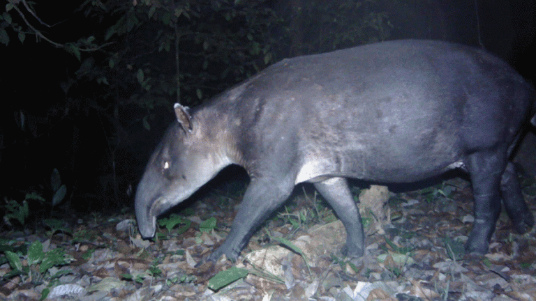 El tapir es una especie en peligro de extinsión que fue descubierta por una cámara trampa.