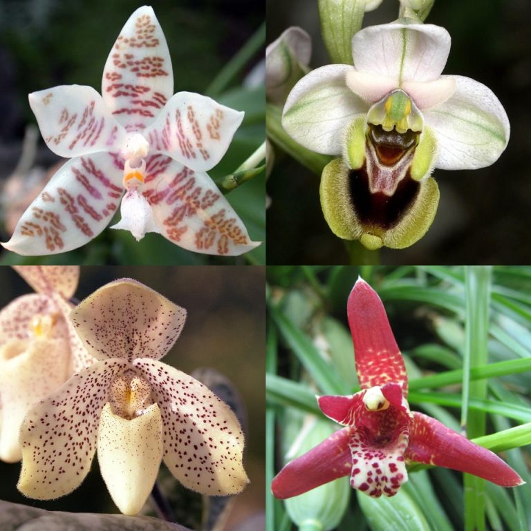 Diferentes tipos de orquídeas luminosas.