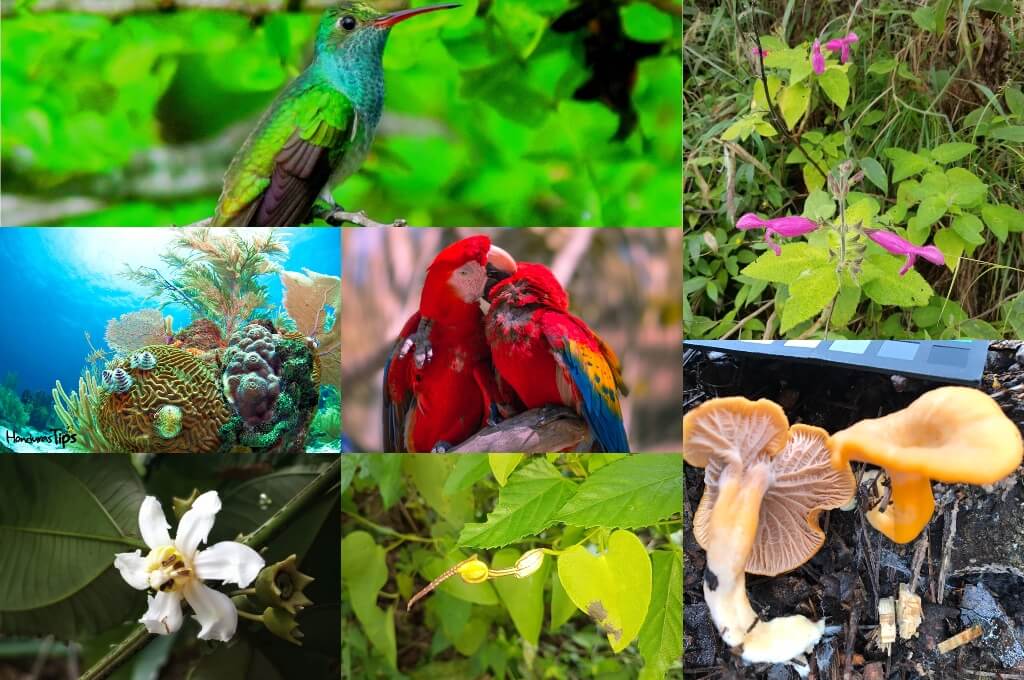 Honduras Un País Con Una Gran Riqueza En Biodiversidad