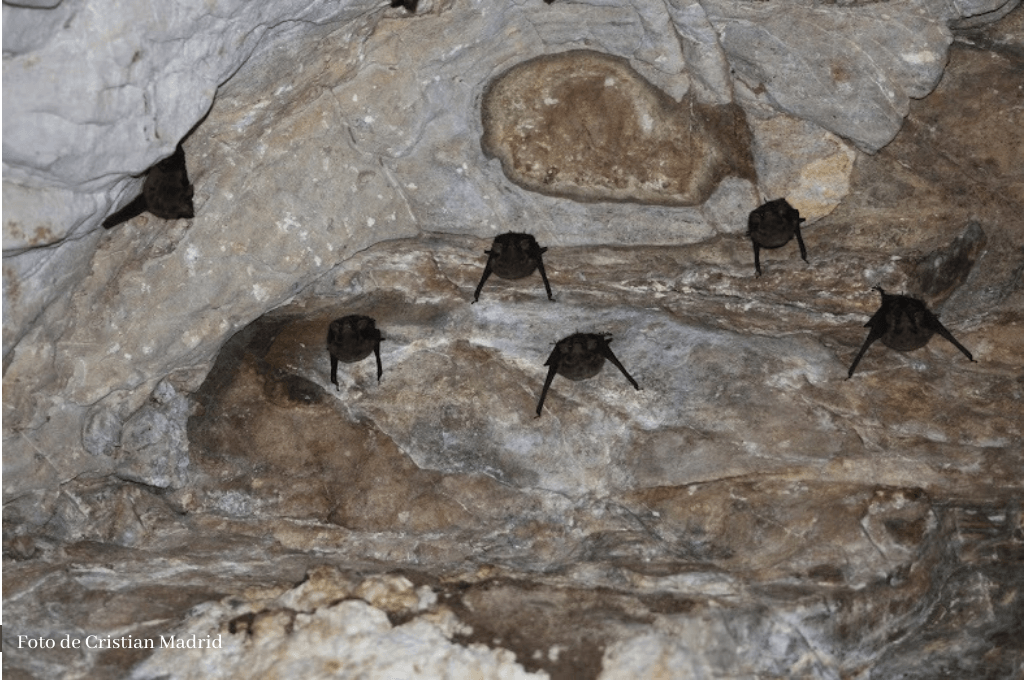 Dentro de Cueva Cocha